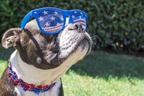 Dog wearing American flag sunglasses