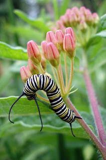 Caterpillar on Flower